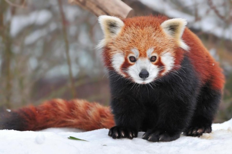 Misteri Dibalik Simbol Rubah Merah Firefox